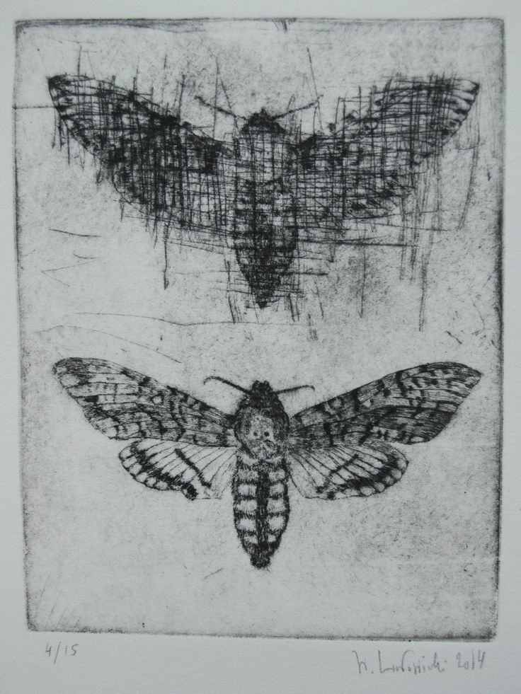 a drawing of a moth on a piece of paper