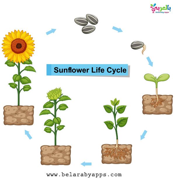 life cycle of sunflower plant on white background