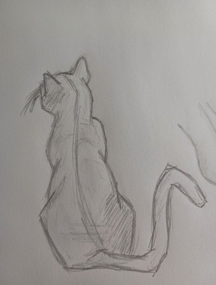 a pencil drawing of a cat sitting on its back with it's tail up