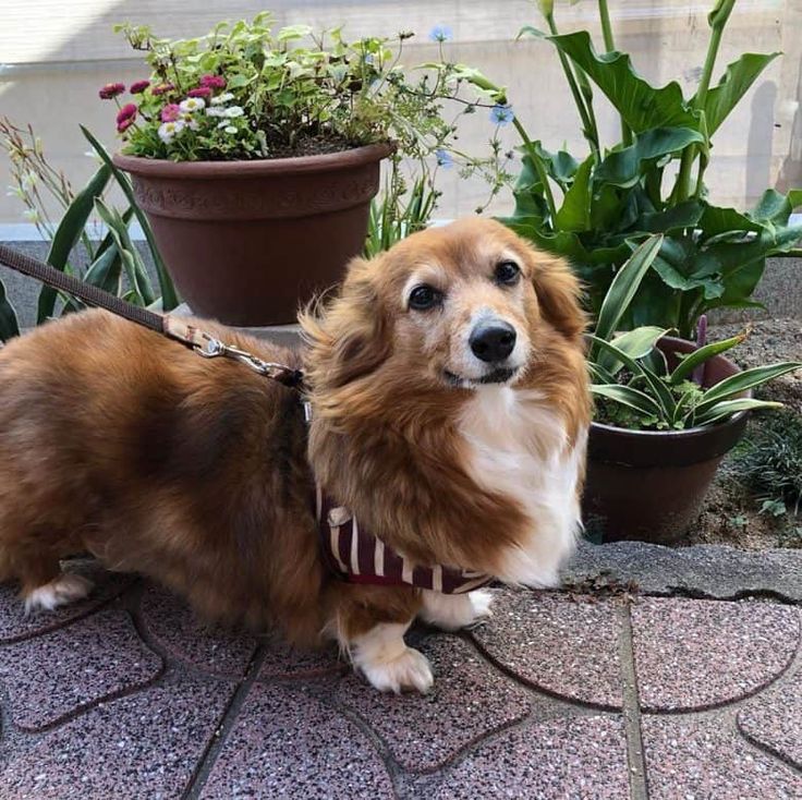 a brown and white dog on a leash next to potted plants