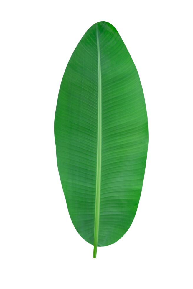 a large green leaf on a white background