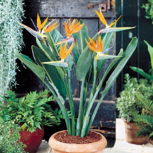 a potted plant with yellow and orange flowers in front of a wooden door surrounded by greenery