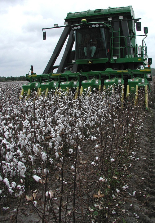 a tractor is driving through a cotton field