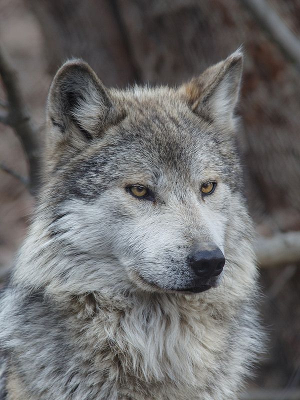 a gray wolf standing in front of a tree with no leaves on it's branches