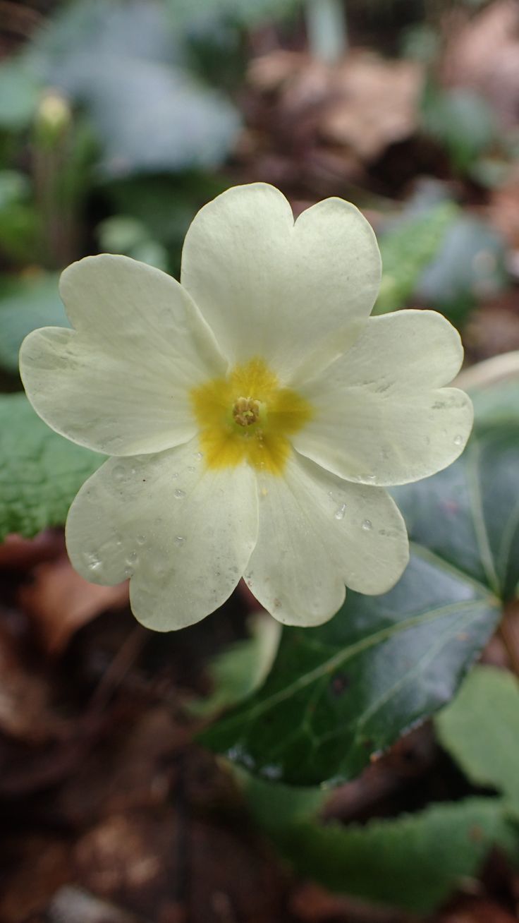 a small white flower with yellow center surrounded by green leaves and brown mulchs