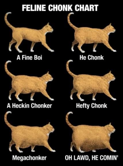 the different types of cats that can be seen in this chart