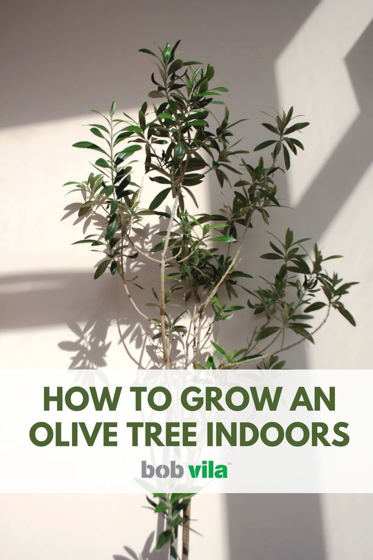 an olive tree with the title how to grow an olive tree indoors