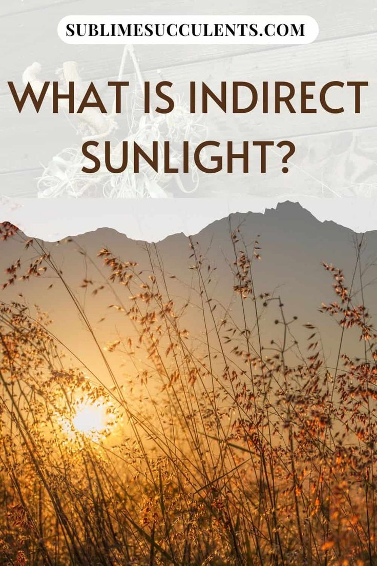 the sun is setting behind some tall grass with text overlay that reads, what is indirect sunlight?