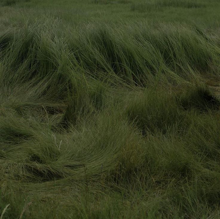 an elephant is standing in the tall grass