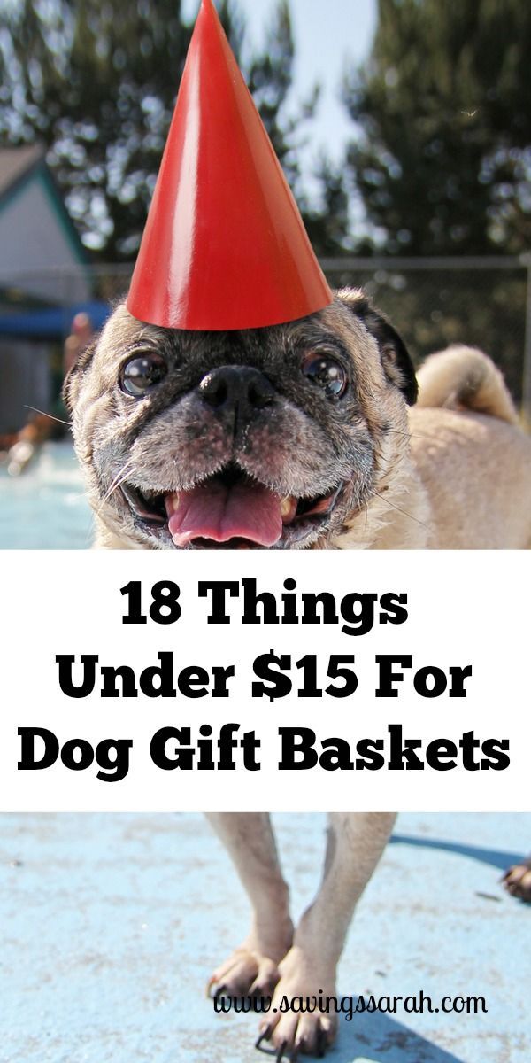 Have friends or family getting a dog? Want to celebrate a milestone with your favorite pooch? Then, check out these 18 Things To Put In Dog Gift Baskets Under $15. Great dog gifts for all sorts of pups. Dog Gift Basket Ideas, Dog Lover Gift Basket, Puppy Gift Basket, Cat Gift Basket, Silent Auction Gift Basket Ideas, Pet Gift Basket, Dog Easter Basket, Dog Gift Basket, Get Well Baskets