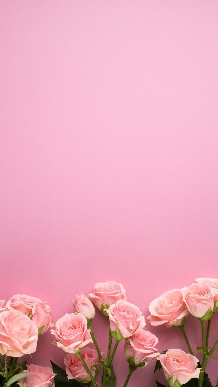 pink roses against a pink background with copy - space in the bottom right hand corner