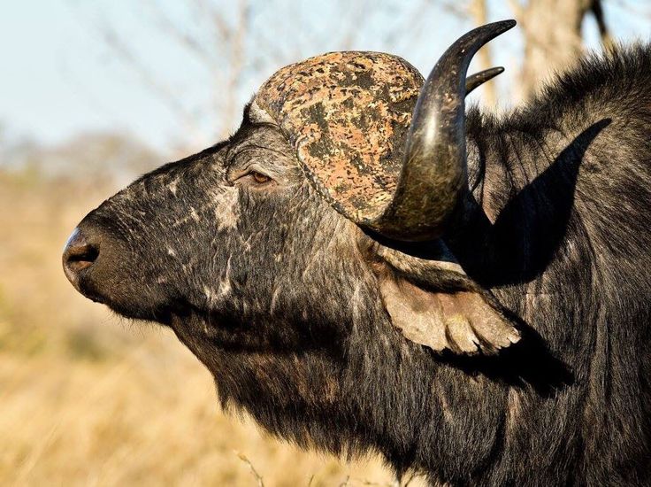 an animal with large horns standing in the grass