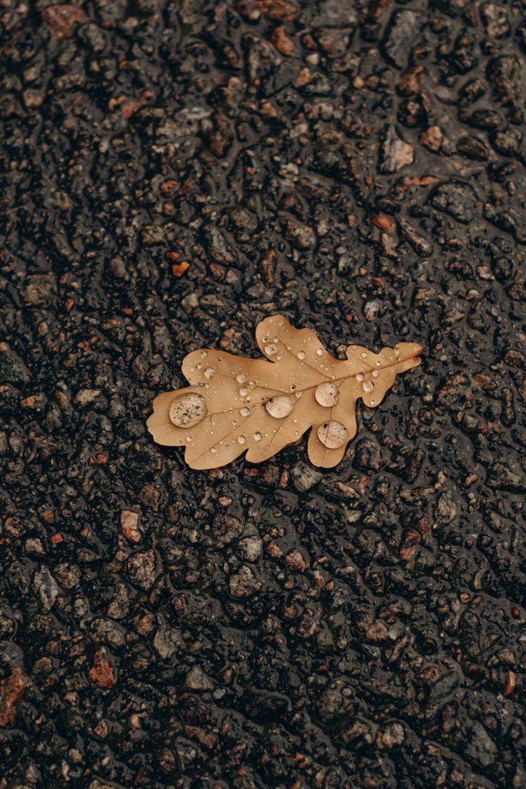 a leaf laying on the ground with water droplets