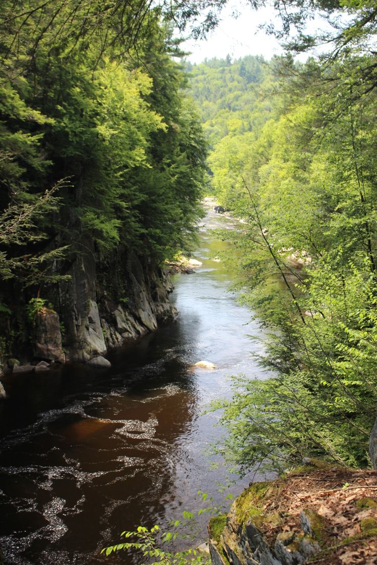 a river flowing through a lush green forest