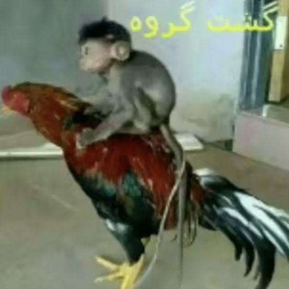 a small monkey sitting on top of a rooster's tail and holding it in its mouth