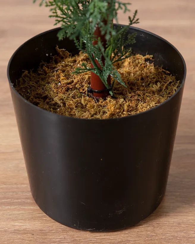 a potted plant with moss growing out of it