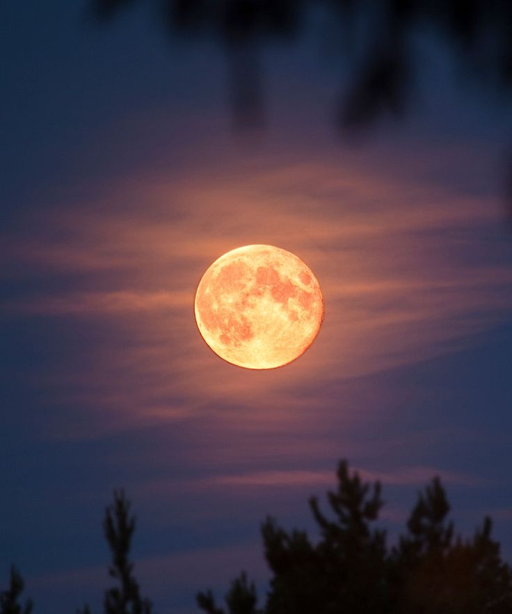 the full moon is seen through some trees