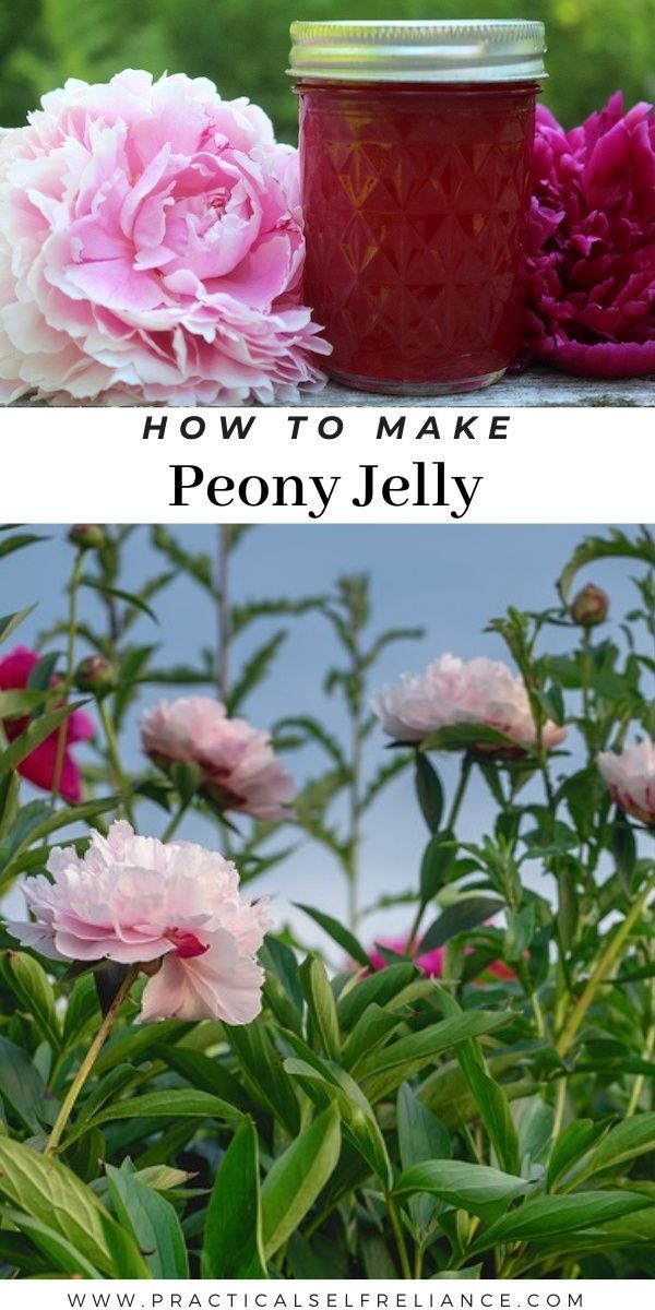 how to make peony jelly