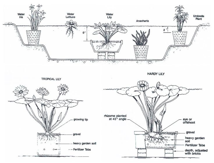 the diagram shows different types of plants in pots and below them is an image of how they grow