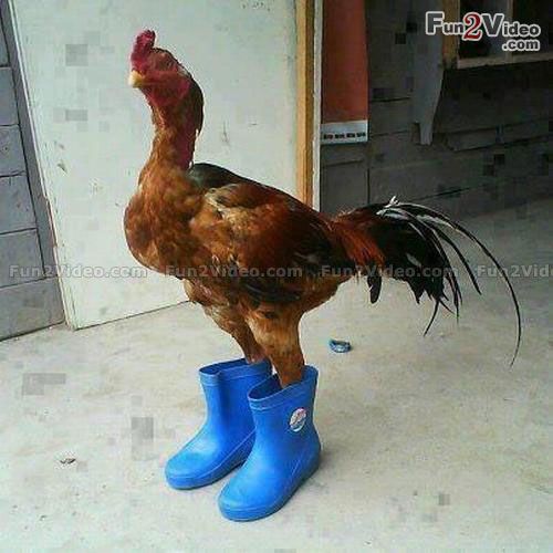 a rooster standing on top of blue rubber boots