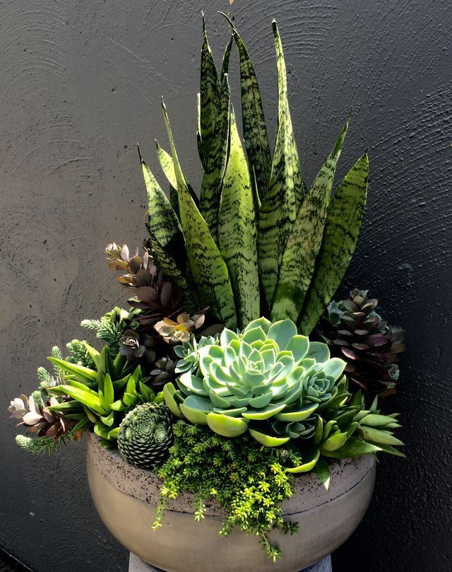 a potted plant with succulents and other plants