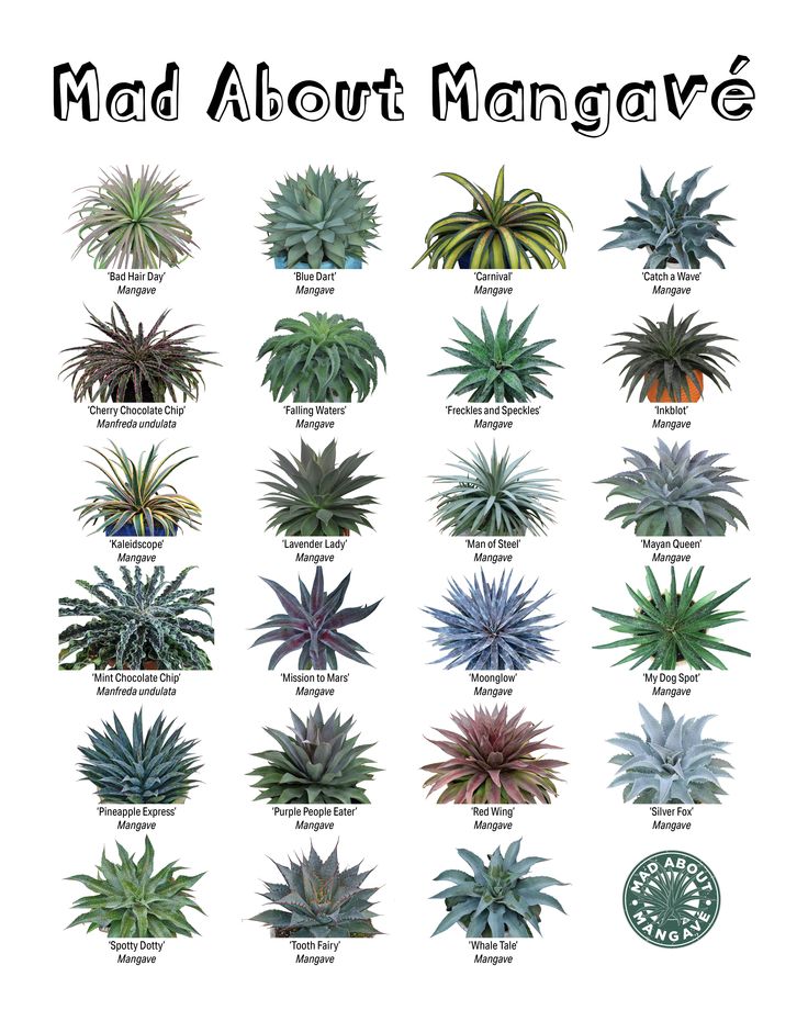 the different types of plants that are featured in this poster, which is also available for purchase