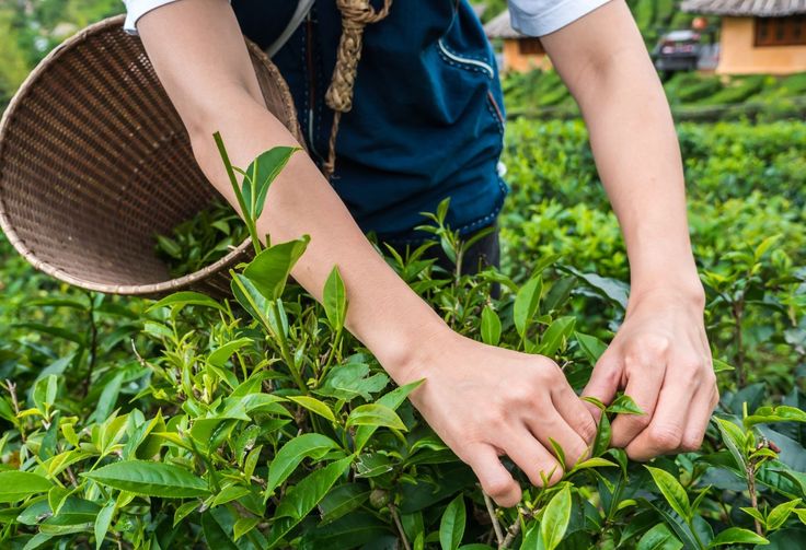 a person picking tea leaves from a bush