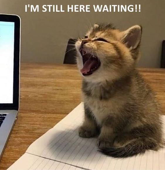 a kitten yawns while sitting in front of a laptop computer on a desk