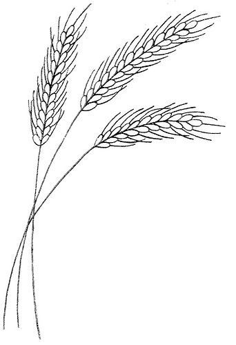 a drawing of two stalks of wheat on a white background