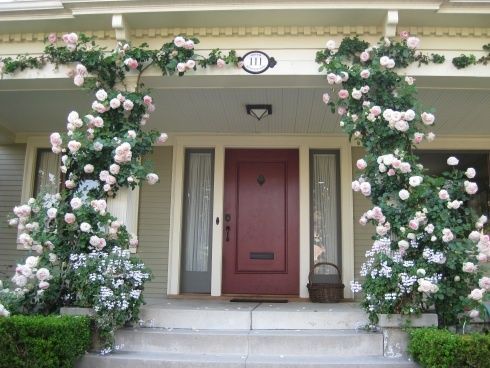 a red door and some white flowers on the side of a house with two bushes