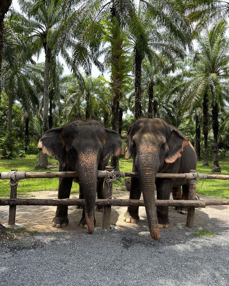 two elephants standing next to each other behind a wooden fence with palm trees in the background