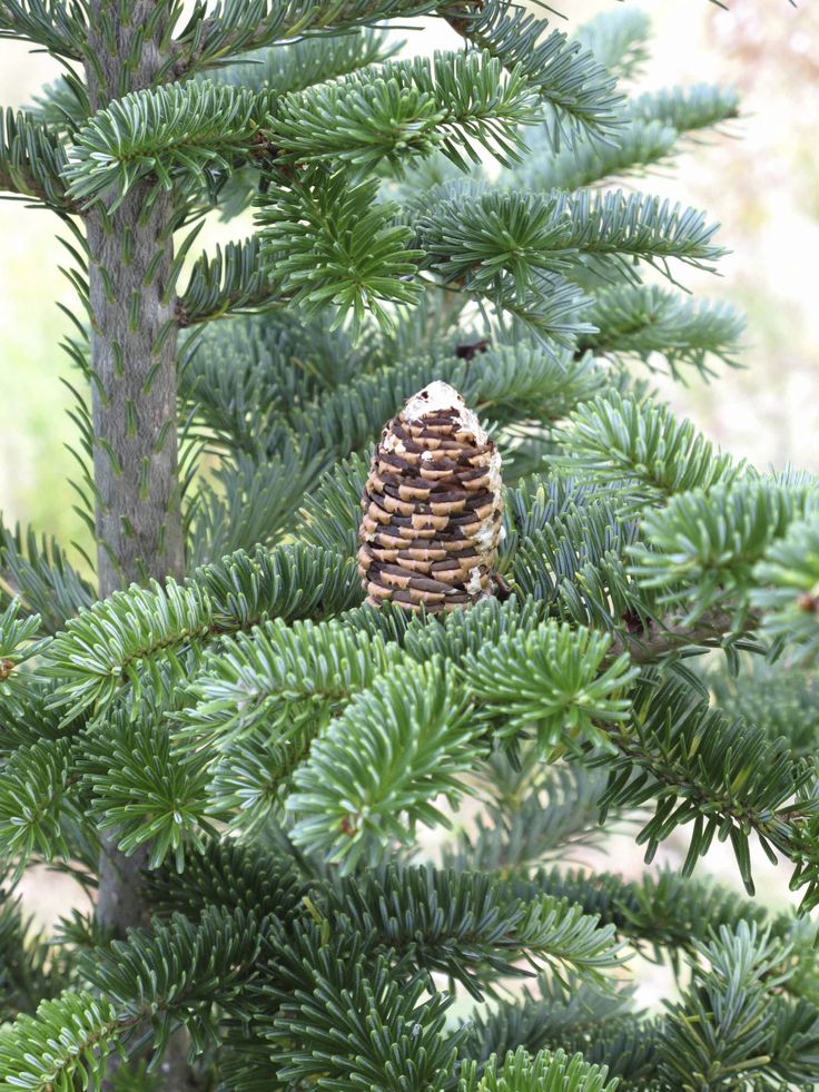 a pine cone sitting on top of a green tree