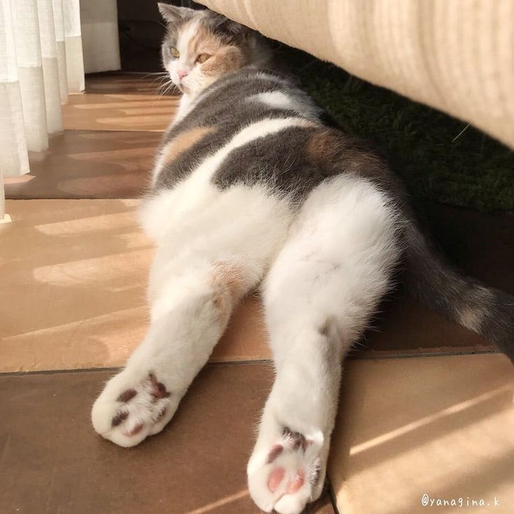 a cat laying on the ground next to a window with its paws hanging over it's head