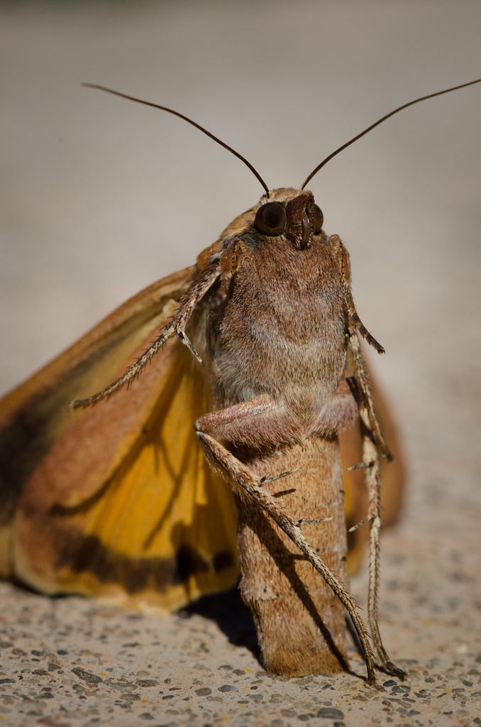 a close up of a moth on the ground