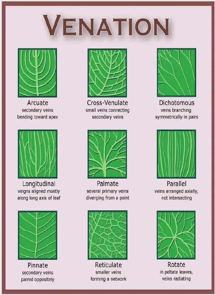 the different types of venations are shown in this poster, which shows how they can