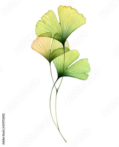 two green leaves on white background with clipping for the bottom and bottom part of the image