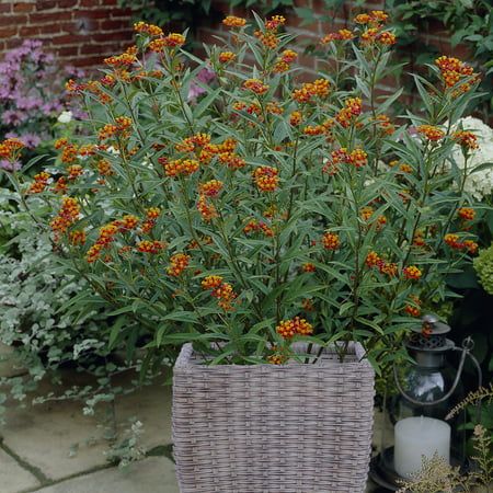 a wicker planter filled with lots of orange flowers