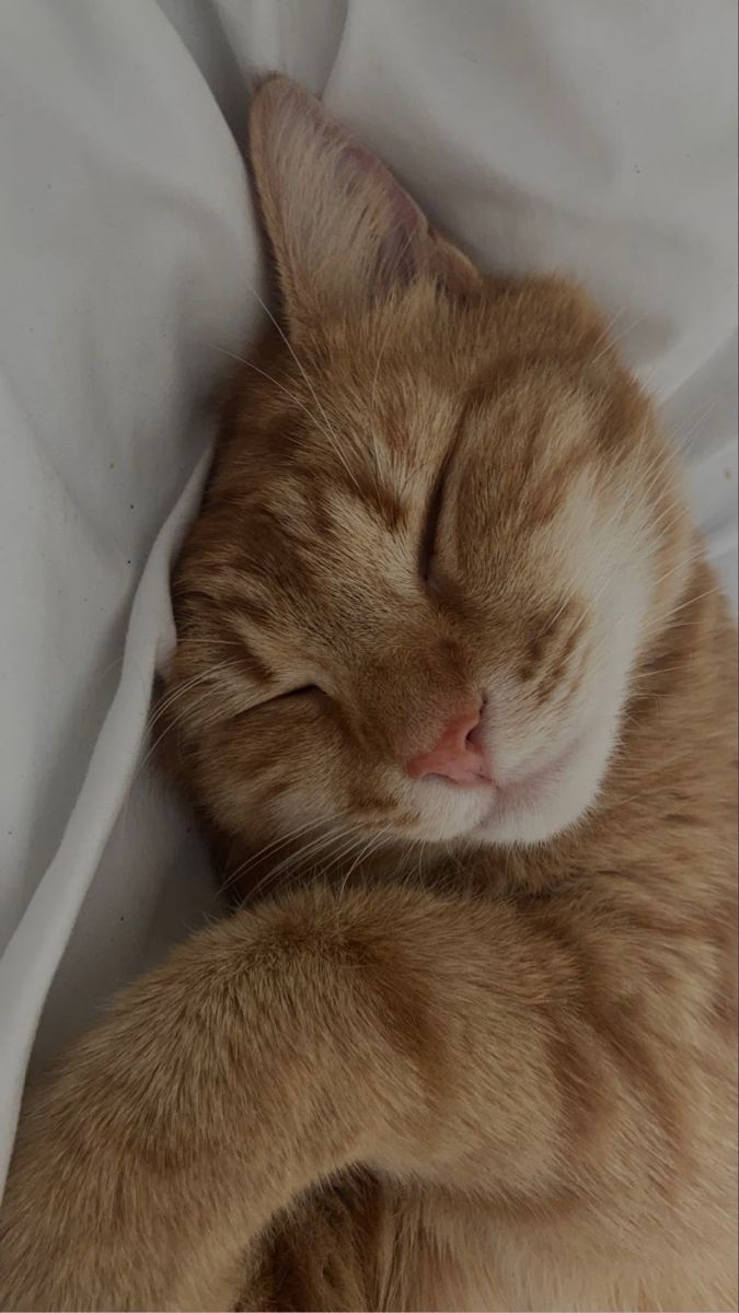 an orange and white cat sleeping on top of a white bed sheet with its eyes closed