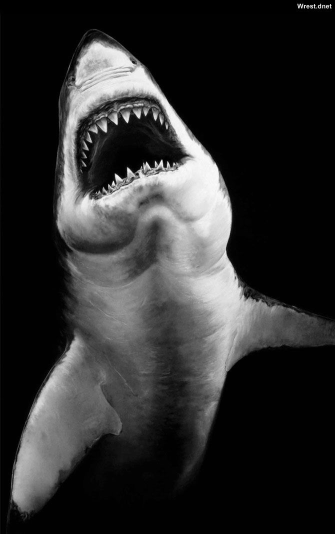 an image of a shark with its mouth open