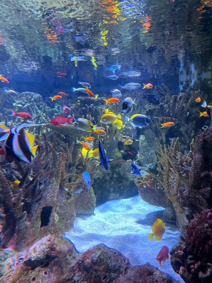 an aquarium filled with lots of colorful fish