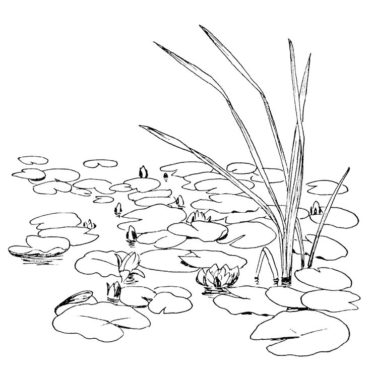 lily pads and water lilies in the pond coloring page free printable pages for kids