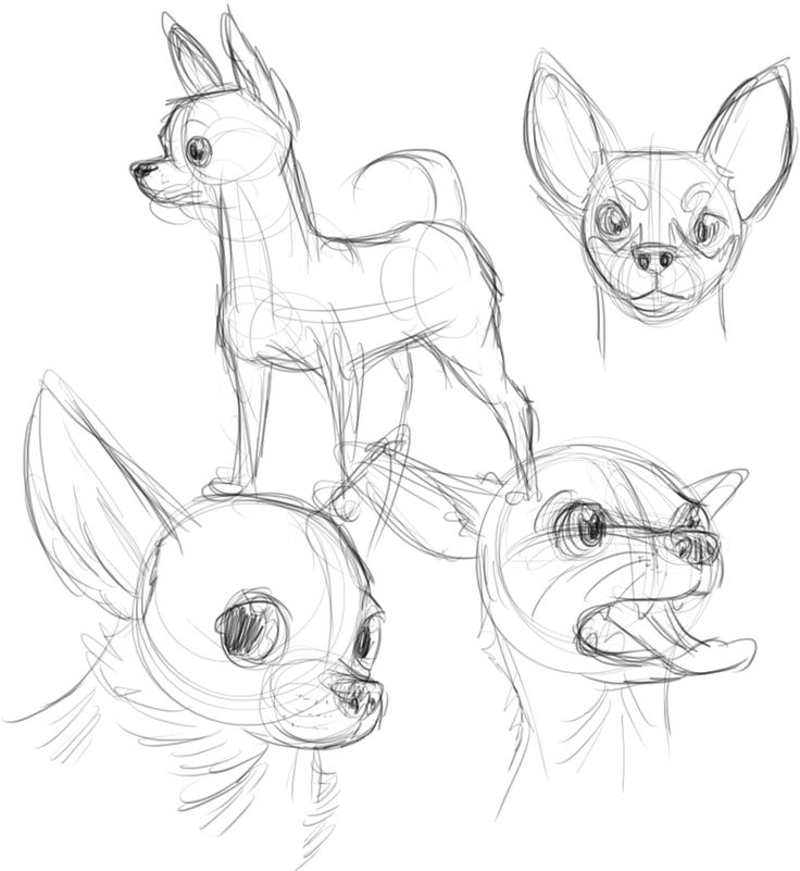 three sketches of different animals, one with an animal's head in the middle