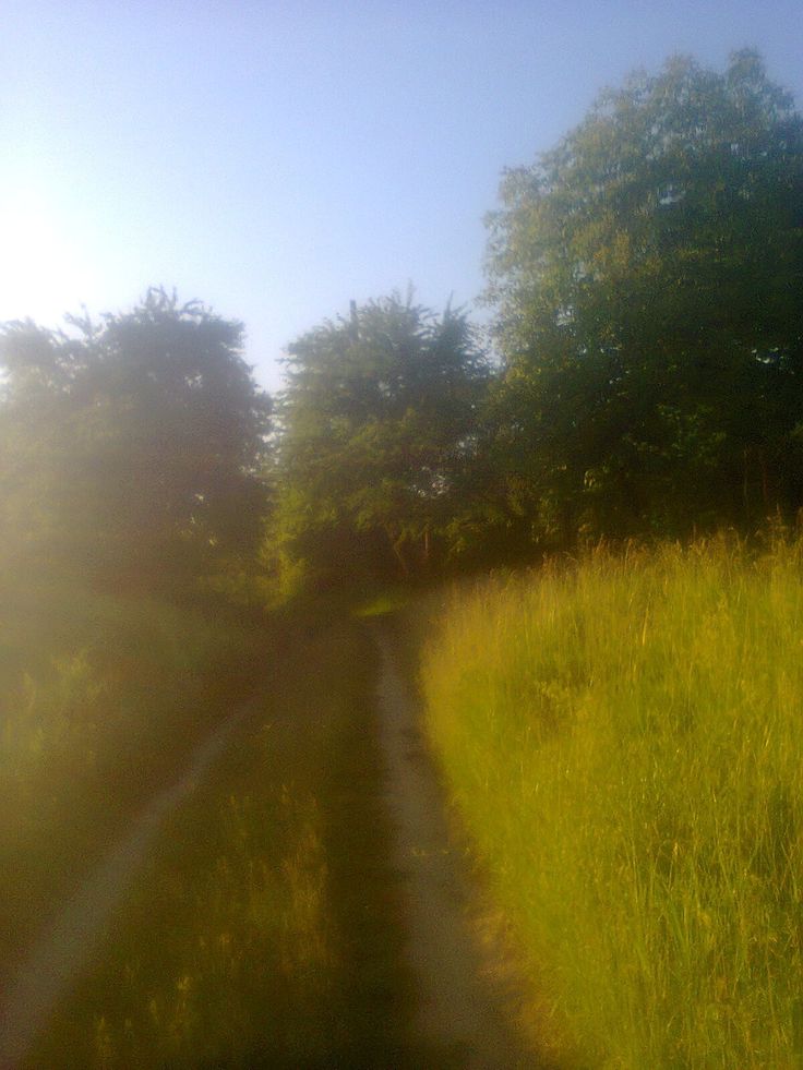 the sun shines brightly through the trees and grass near a dirt path that is bordered by tall grass