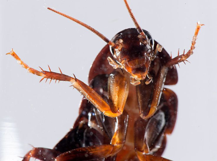 a close up of a cockroach with the words hola guapunas