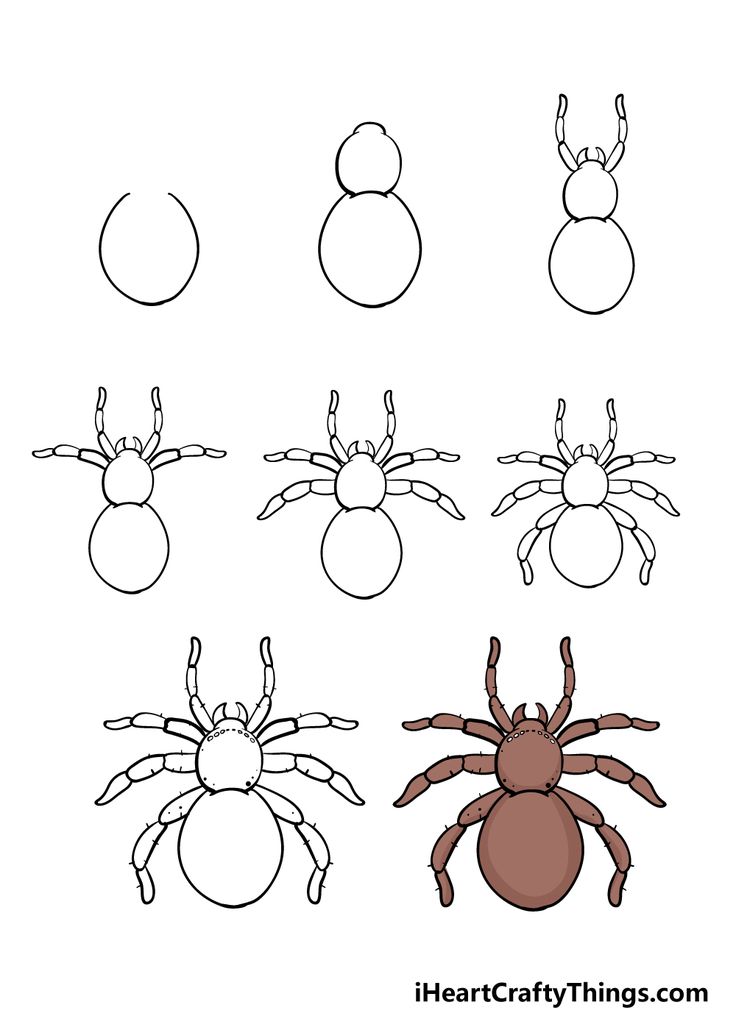 four different types of spider coloring pages