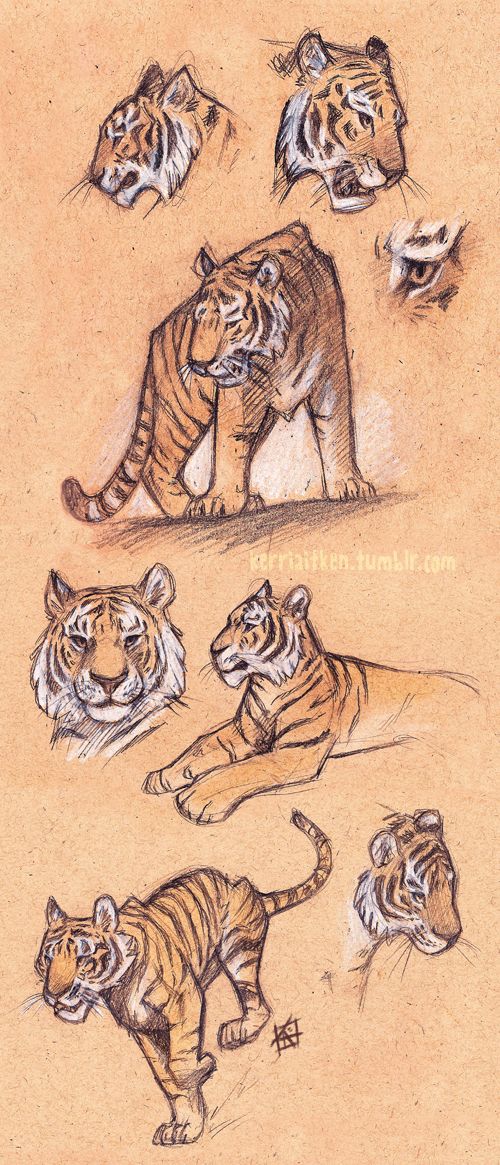 some drawings of tigers in different poses