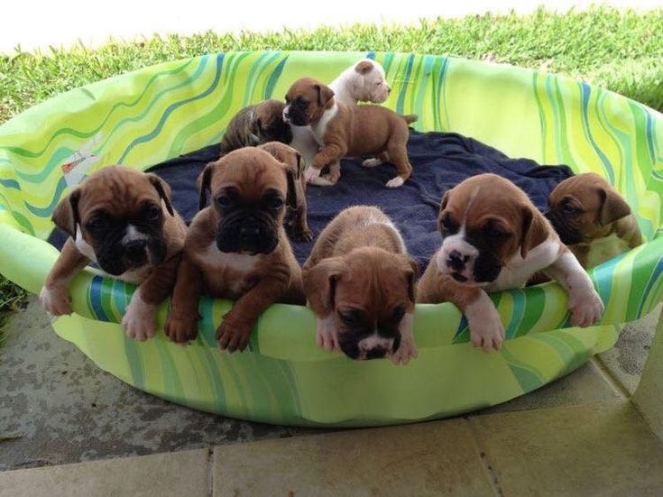 six puppies are sitting in a round pool