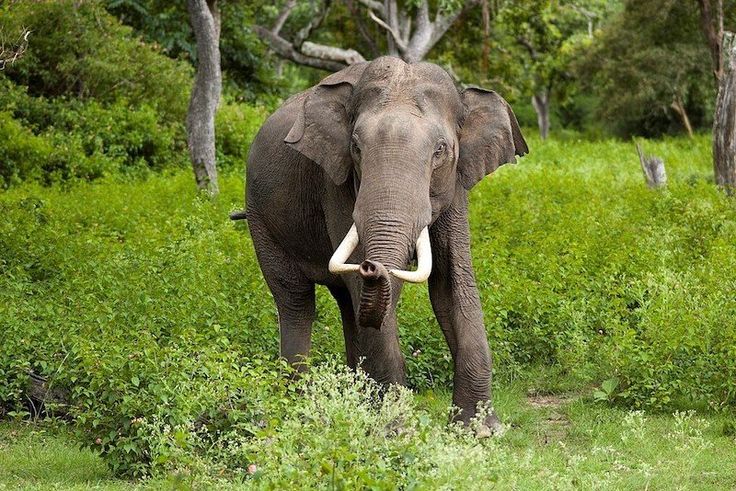 an elephant with tusks standing in the grass