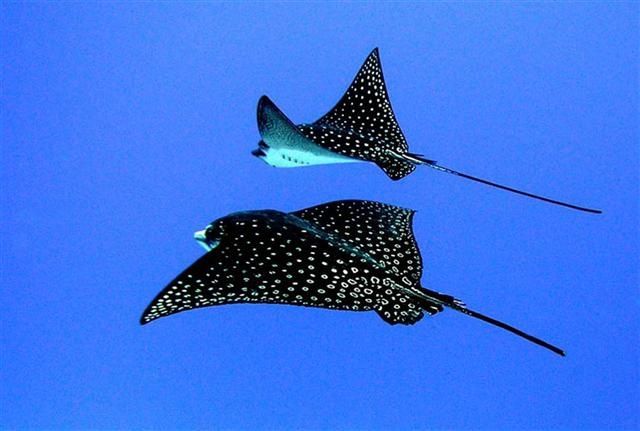 two stingfishs are flying in the blue sky