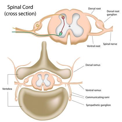 diagram of the cranin cord cross section in human body, with labeled parts